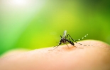 Dengue: a proximidade do verão pede cuidados!